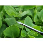 Luxury Nails by Attila Csemez – Art Pen